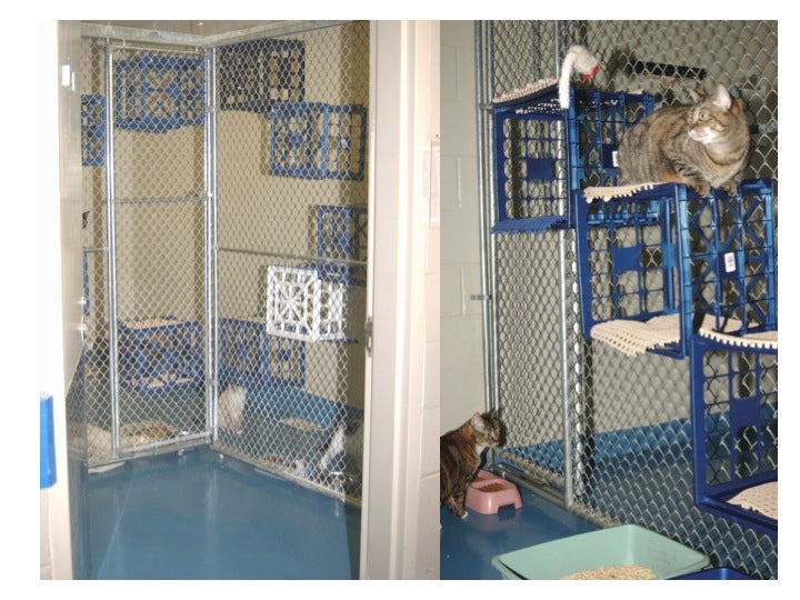 Higher Ground 3 Ways to Create Vertical Space for Cats ASPCApro